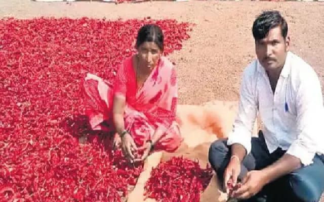 Chilli Farmers in Gadag Struggle with Price Drop and Quality Issues