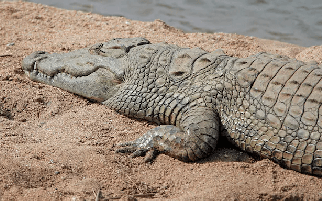 Crocodile Spotted Near Tungabhadra Dam, Hospet