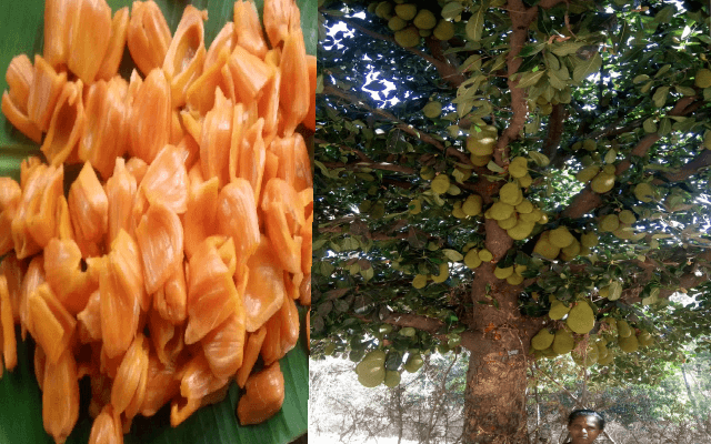 Ovinakere Shines as the Jackfruit Hub in Tumkur District