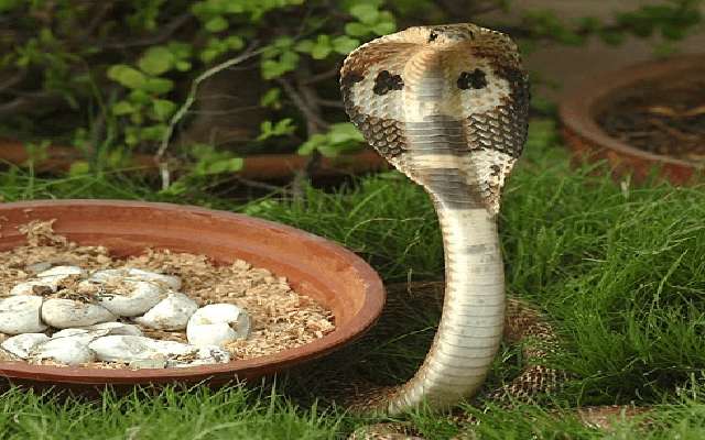 Yadgir Reports 27 deaths in 6 months by snake bite