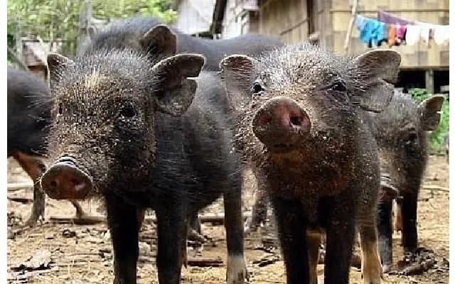 Davangere Faces Challenges with Stray Pig Relocation Efforts