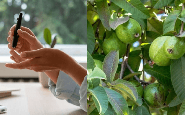 Eat Guava Leaves to Manage Diabetes and Discover Additional Health Benefits