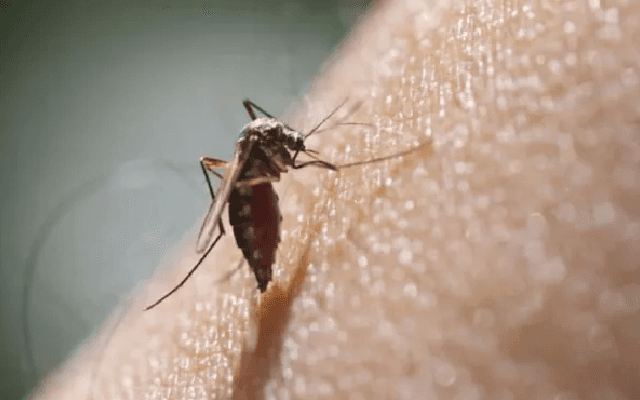 Dengue Prevention Tips: Essential Measures During Monsoon