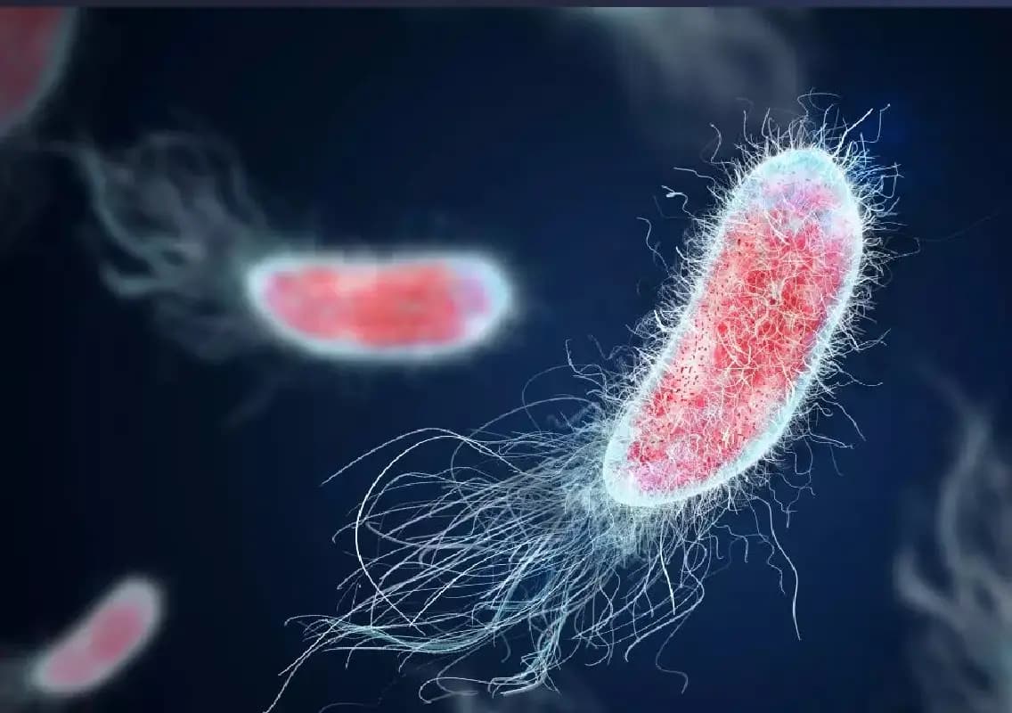 Kerala Reports Fourth Case of Brain-Eating Amoeba Infection in Two Months