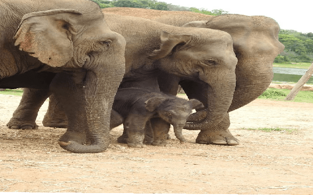 Joyful Arrival: Rita the Elephant Gives Birth to a Healthy Baby Boy at BBP