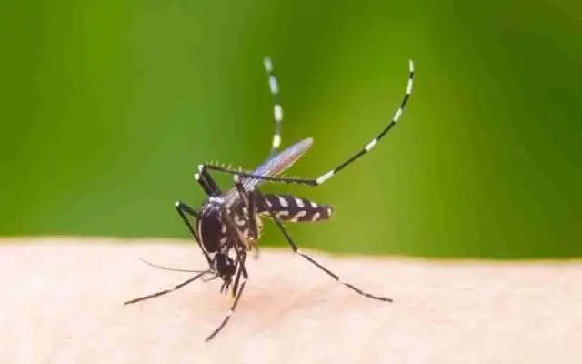 Dengue Outbreak Continues to Worsen in Karnataka