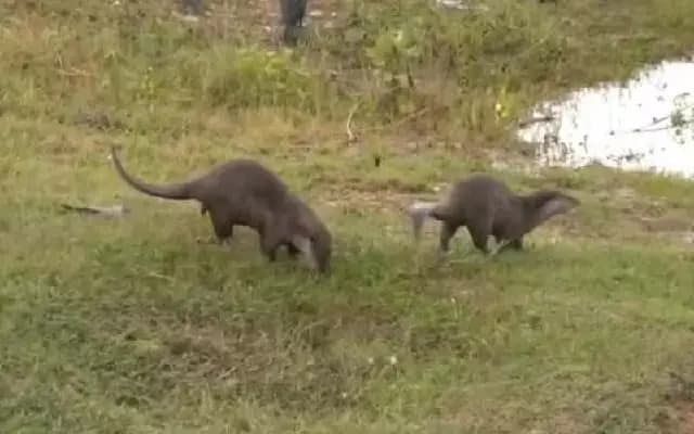 Tungabhadra River Overflow: Otters Spotted in Karnataka’s Wetlands