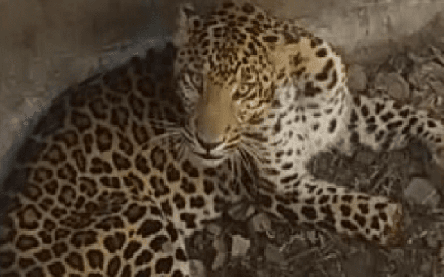 Minister Calls for Probe into Leopard Killing Amid Villager Outcry