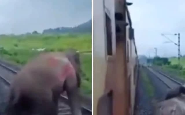 Tragic Elephant Death Sparks Call for Action; Varun Chakravarthy Shares Video on Twitter