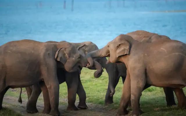 Bengaluru: Elephants Kill 3 in a Week in Bannerghatta National Park