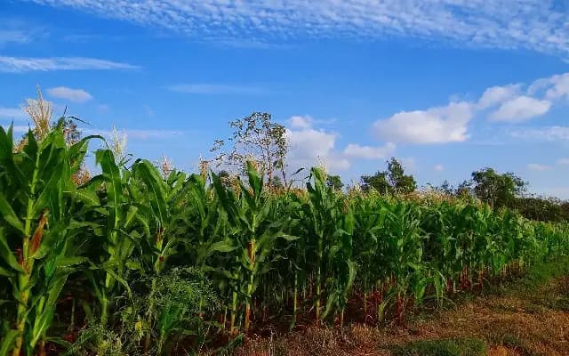 Farmer’s Success Story: Hanumanth Meti’s High-Yield Maize Cultivation