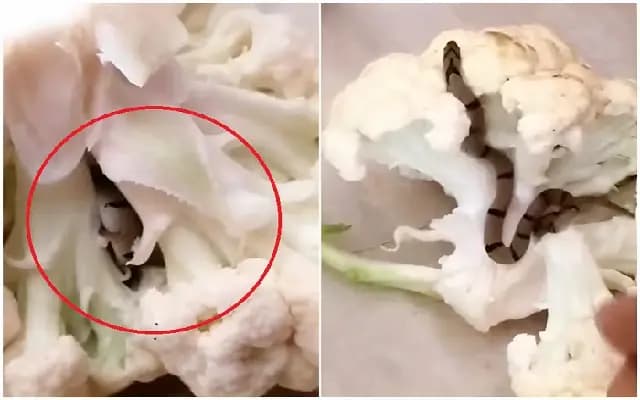 Baby Python Found Inside Cauliflower Shocks Padubidri Woman