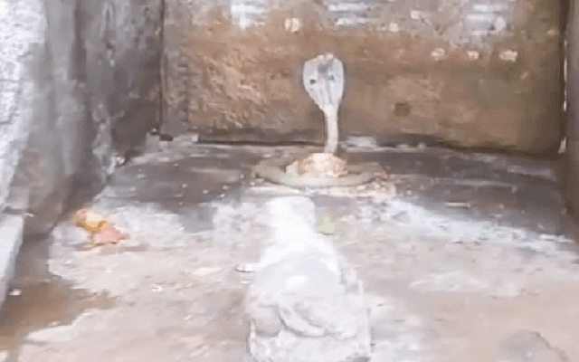 King Cobra Coils Around Shiva Lingam in Andhra Pradesh