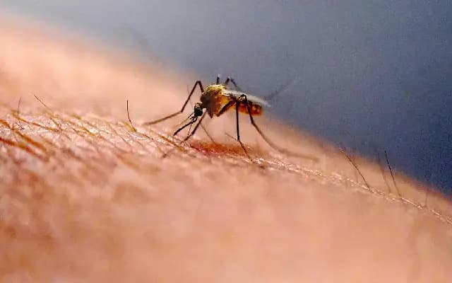 Mangaluru District Administration Calls for Public Help to Combat Dengue Spread