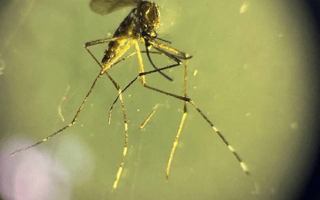 Chandipura Virus Outbreak Claims 15 Children in Gujarat, 29 Cases Reported