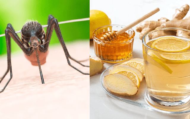 Why do blood platelets decrease during dengue? Expert shares 9 home remedies