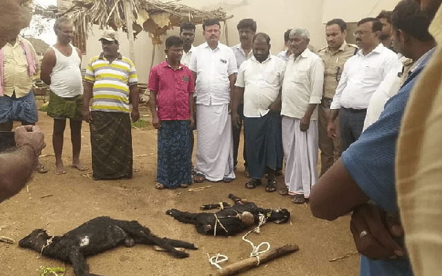 Leopard Kills Goats in Raichur Village; Villagers Demand Action