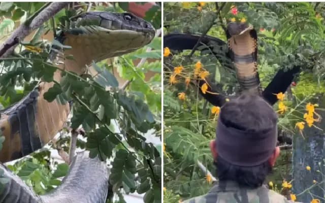 Chilling Footage of Massive 12-Foot King Cobra Rescued in Agumbe Forest; WATCH