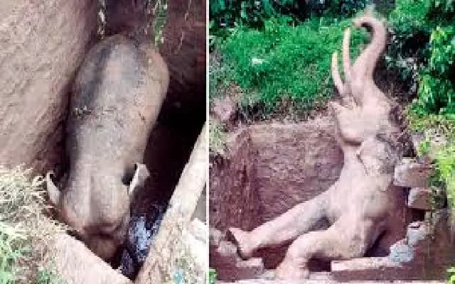 Tusker Rescued After Falling into Septic Tank in Kolthod-Bygod