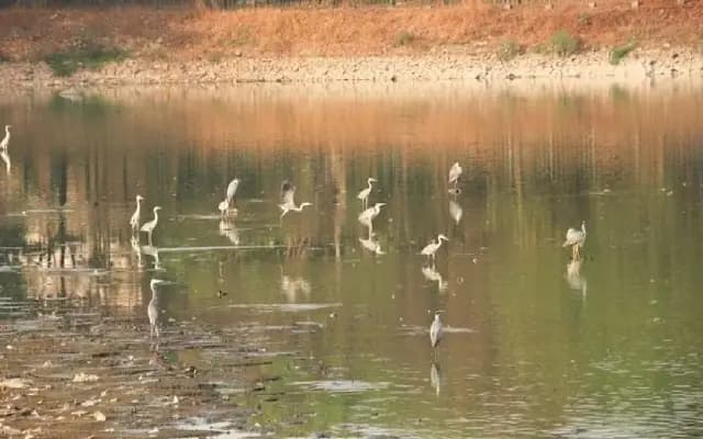 Dorekere Lake: A Hub of Biodiversity in Bengaluru