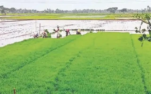 Mysuru Sees Surge in Foodgrain Cultivation, Kodagu Faces Decline