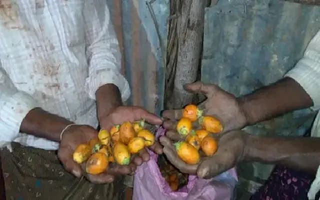 Cases Registered Against Arecanut Buyers for Rs 2 Crore Fraud