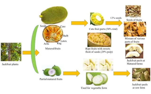 Jackfruit’s Rising Popularity Spurs Call for Systematic Development