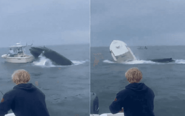 Whale Topples Boat, Throws Fishermen Into Sea Off New Hampshire Coast
