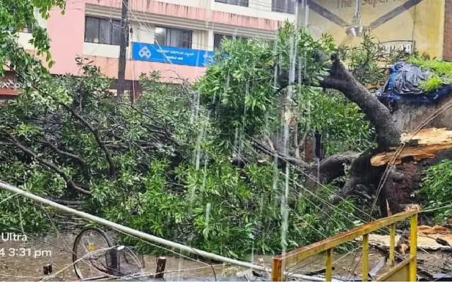 Mango Tree Falls, Crushes Autorickshaw in Karkala