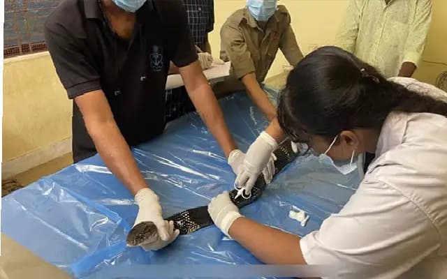 Microchips Implanted in King Cobras at Pilikula Biological Park