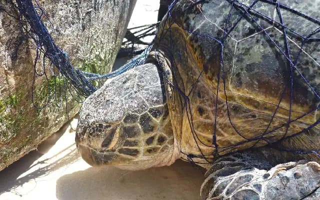 Locals and Tourists Rescue Sea Turtles Entangled in Fishing Net
