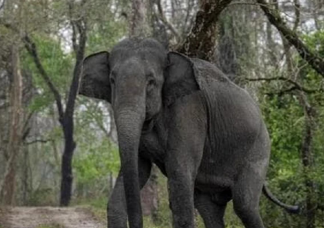 Elephant Kills Two Brothers in Chhattisgarh Village