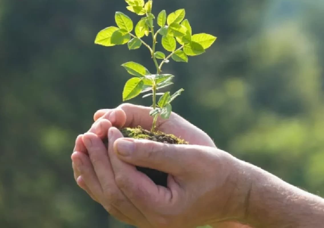 MOD’s 78th Independence Day Tree Planting Drive