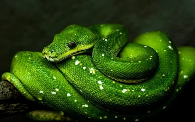 Python Found in School Waste Bin: A Shock for Staff
