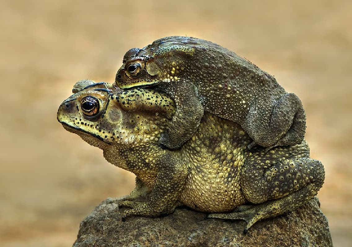 Byadagi Photographer Wins Global Honor for Wildlife