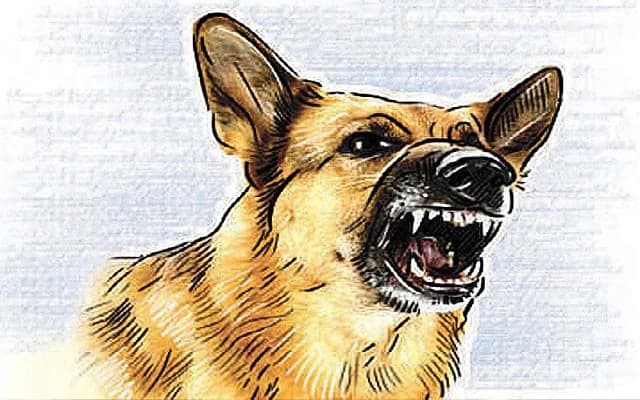 Four-Year-Old Boy Attacked by Stray Dog in Hosapete