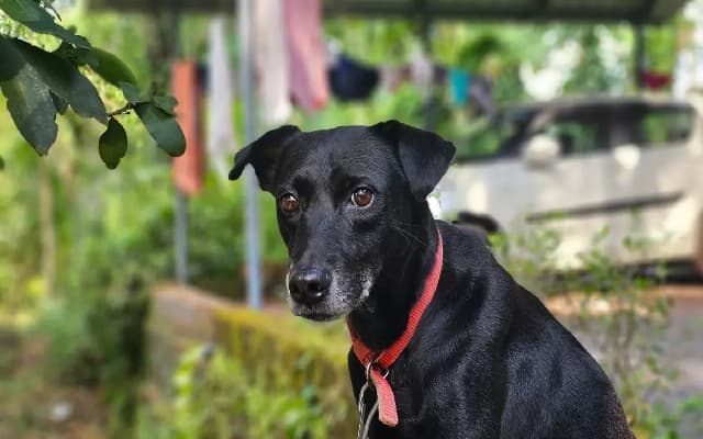 Lost Dog Travels 250km to Reunite with Owner, Celebrated in Belagavi