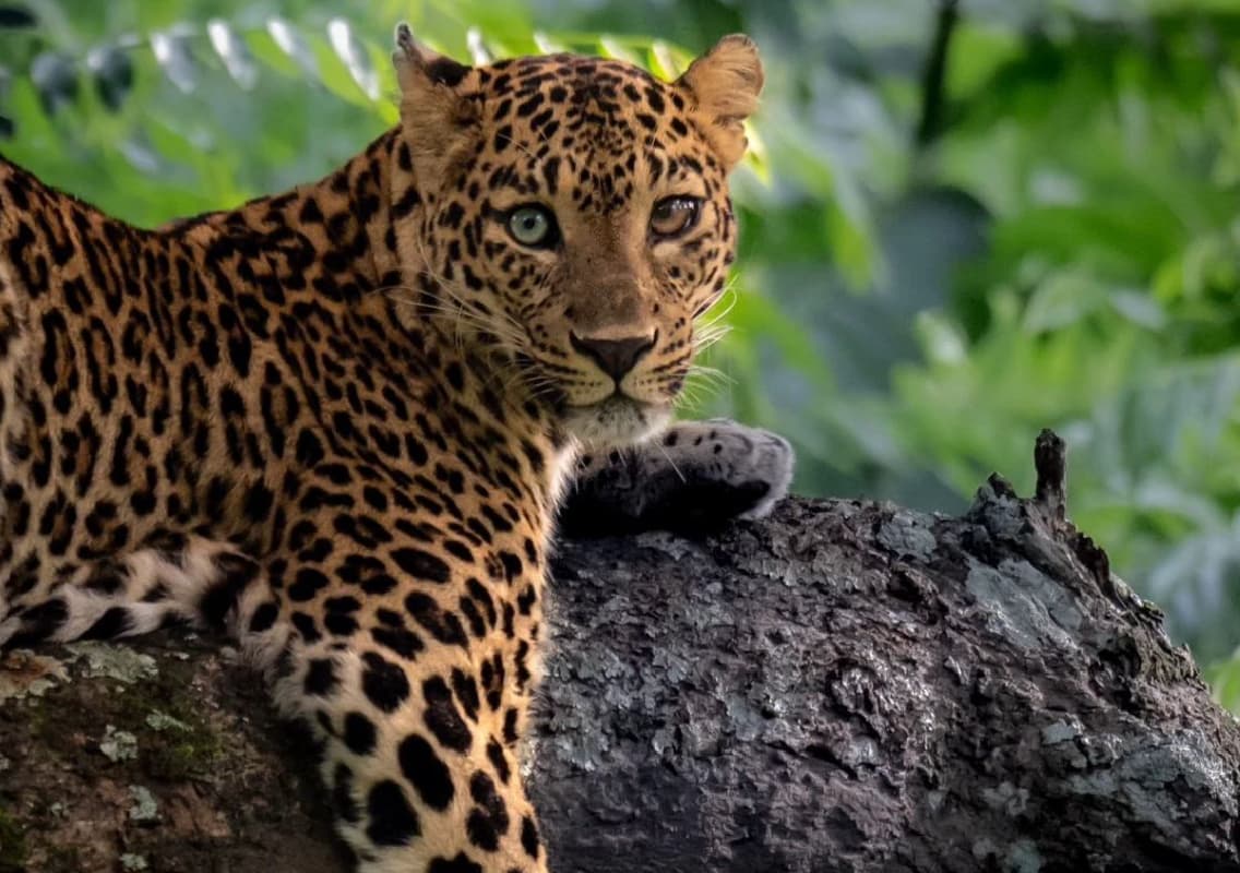 Rare Leopard with Heterochromia Spotted in Bandipur Tiger Reserve