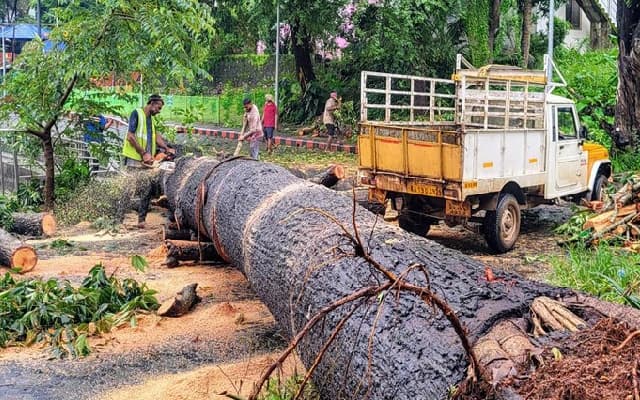 Massive Tree Falls at Gujjarkere Amid Heavy Rains, No Casualties Reported