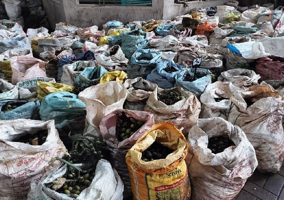 Sirsi Arecanut Farmers Face Crisis Amidst Monsoon Damage