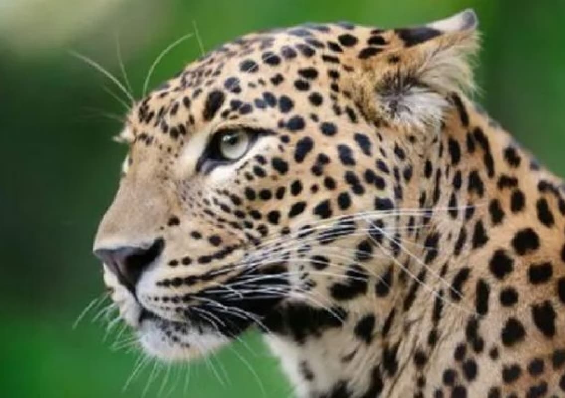 Leopard Sighting in Manipal Sparks Local Alarm