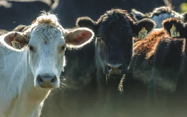 Outrage Erupts After Cow Remains Found on Gangolli Beach