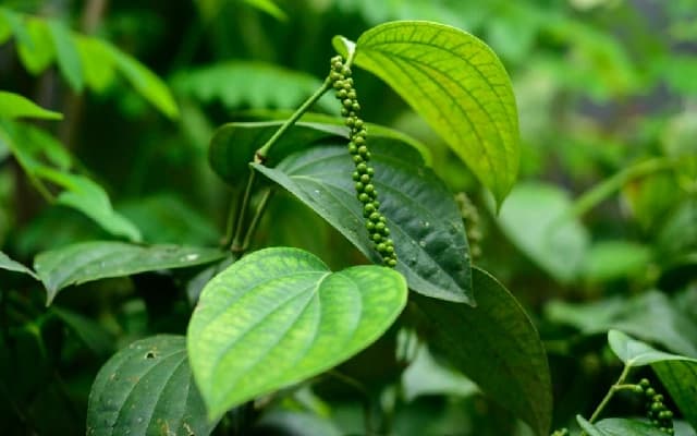 Progressive Farmer Suresh Balnadu Innovates in Pepper Cultivation