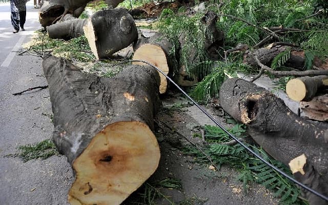Illegal Tree Felling on Powerlifter’s Land Sparks Outrage in Katbelthoor