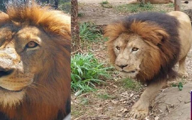 Shivamogga Zoo Loses Beloved Lion Arya to Multiple Organ Failure