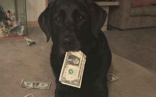 Thieves Steal Gold, Cash, and Pet Dog in Agari Break-In