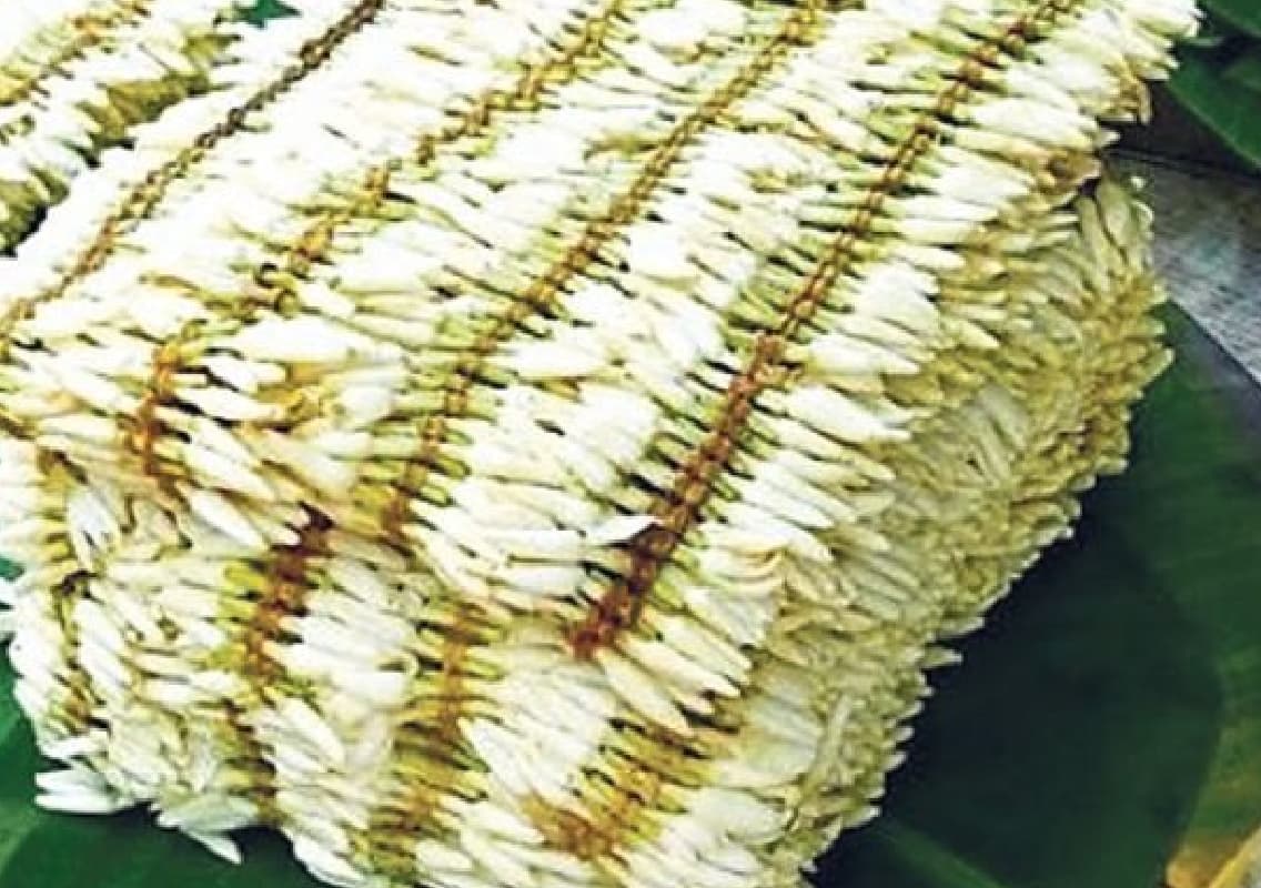 Jasmine Prices Surge Dramatically Amidst Crop Damage