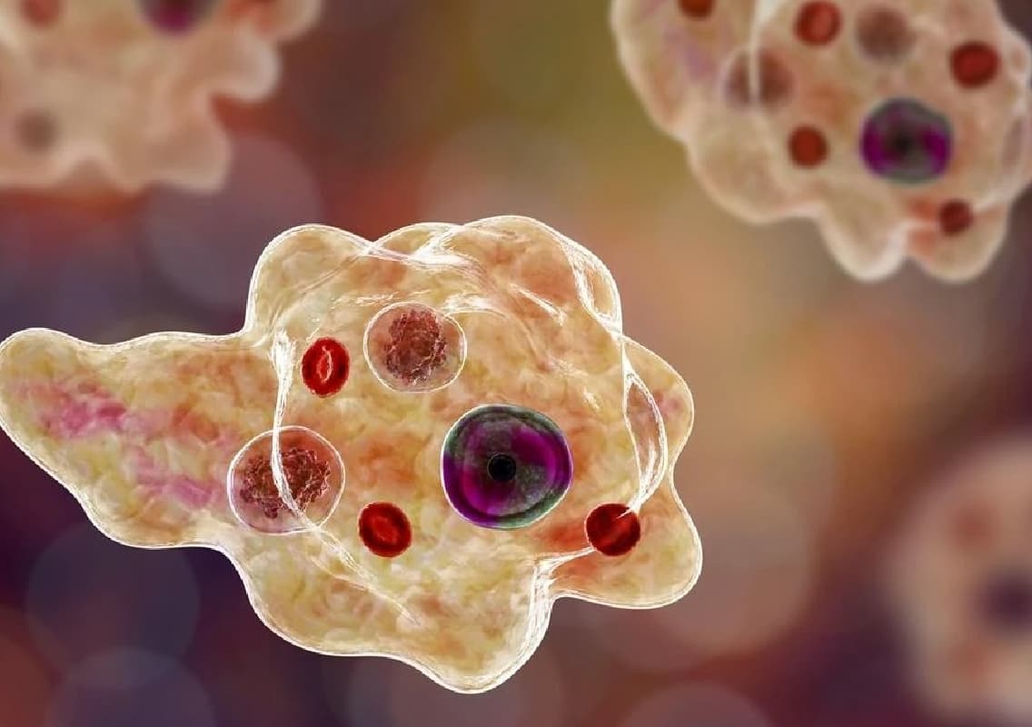 Kerala Reports Five Deaths from Amoebic Meningoencephalitis