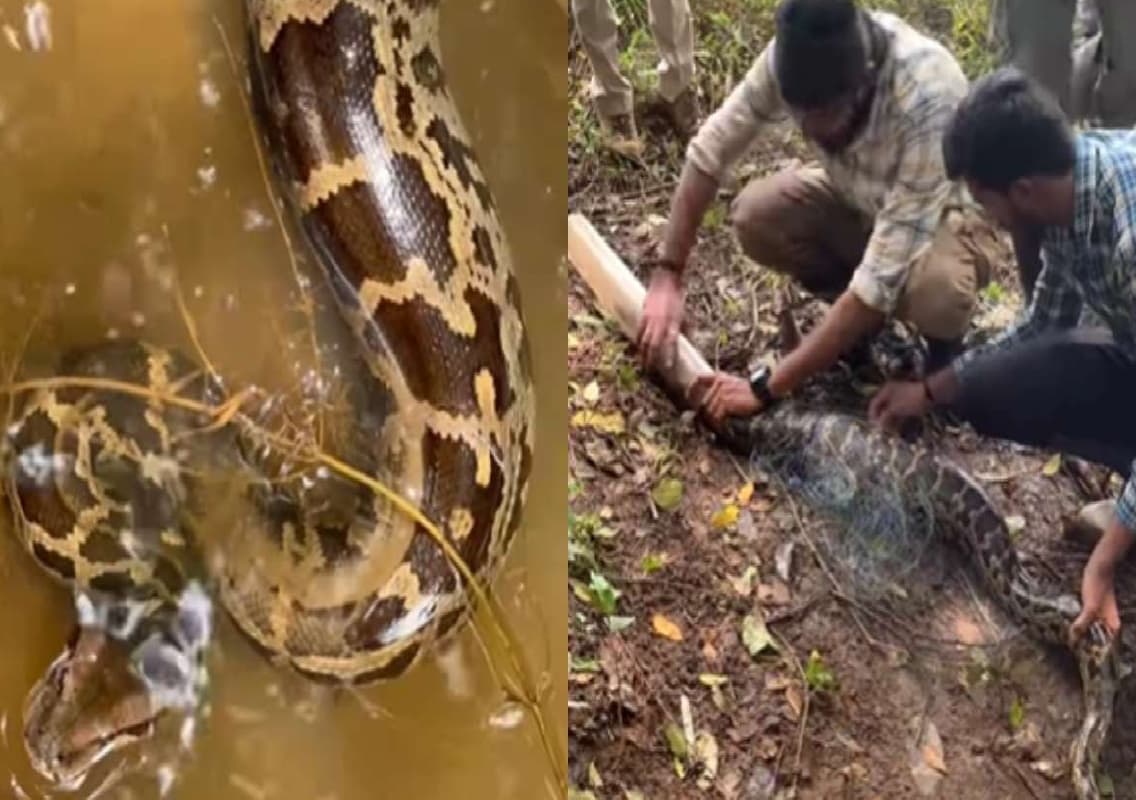 7-foot python gets entangled in fishing net in Karnataka: Spine-Chilling Rescue Video