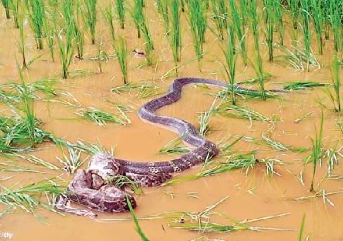 Python and Kalinga Snake Clash in Jadkal Village